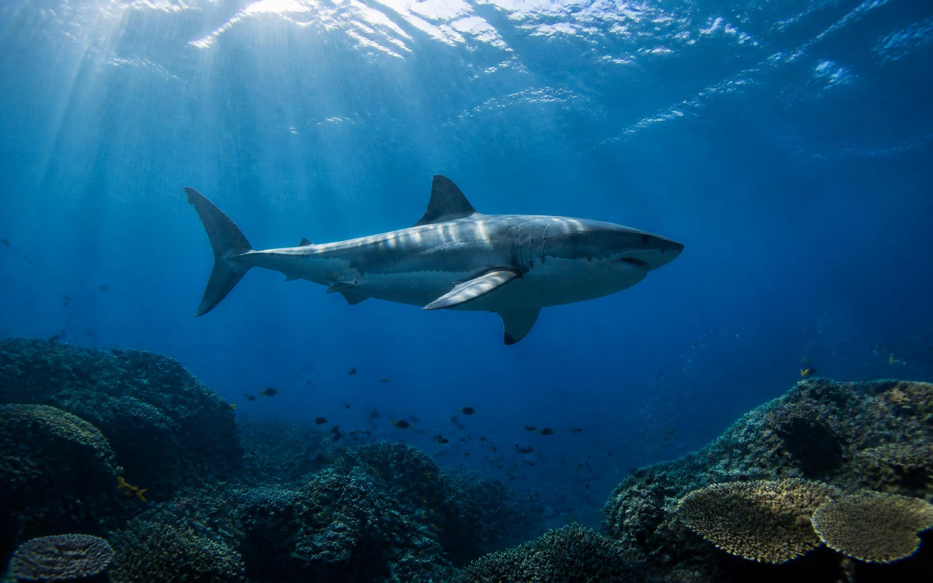 Great white shark gliding through a sunlit reef